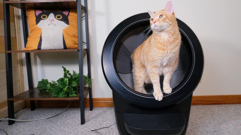 Litter Robot com Wessie