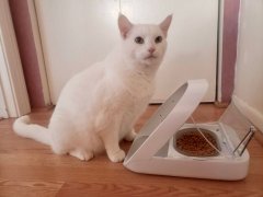 White cat near a feeder.