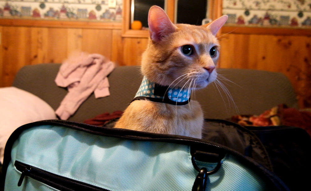 Viajando com recurso de gato