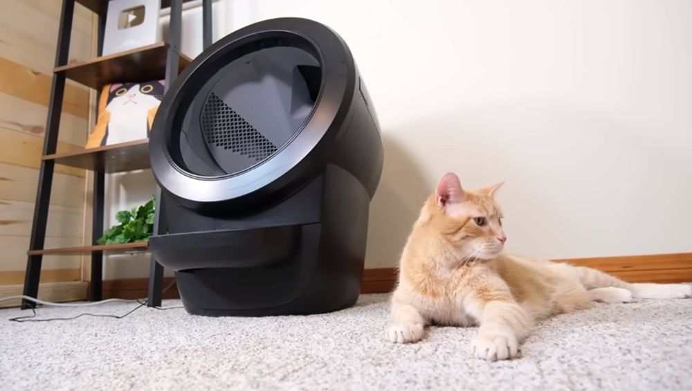 Litter Robot e gato laranja