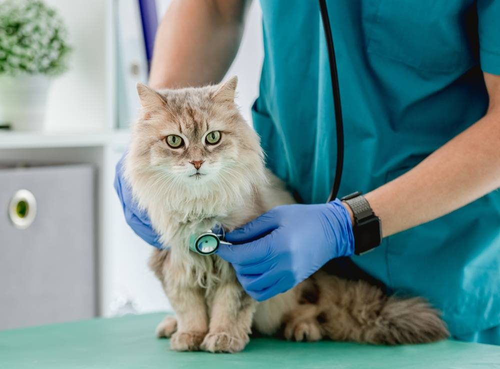 Veterinário ouvindo gato fofo usando estetoscópio