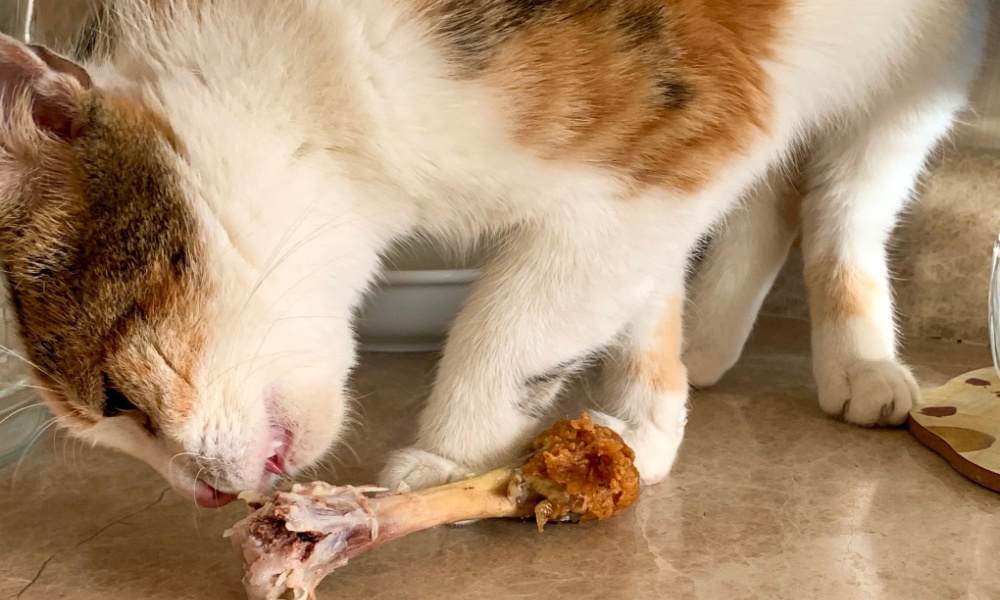 gato comendo osso de frango cozido