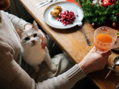 cat on man’s lap, at festive dinner table