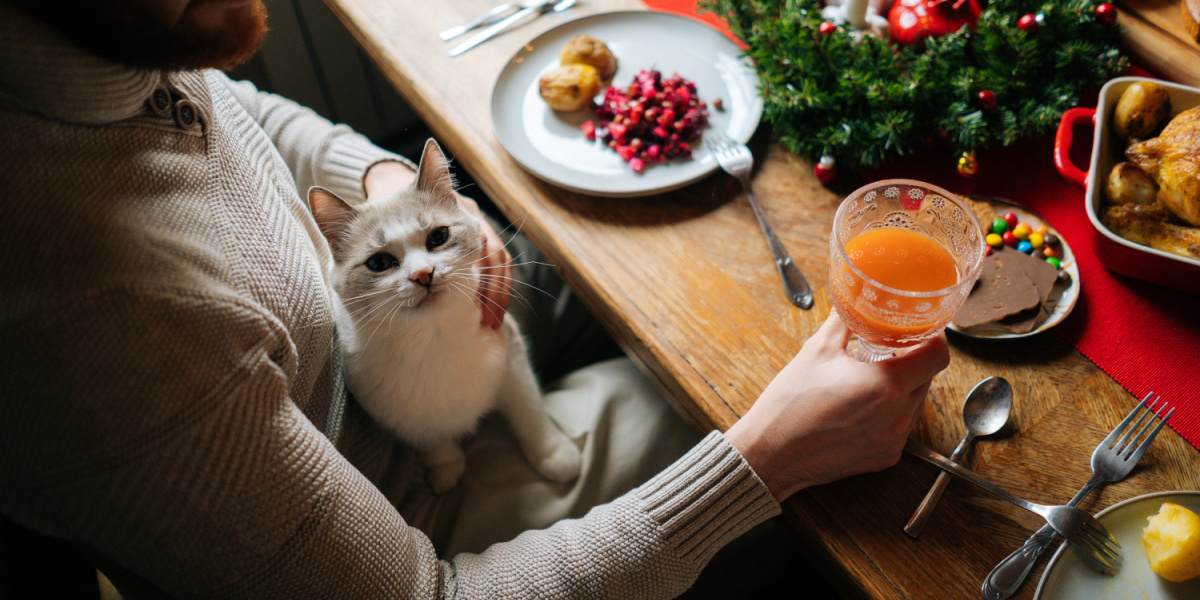 gato no colo do homem, na mesa de jantar festivo