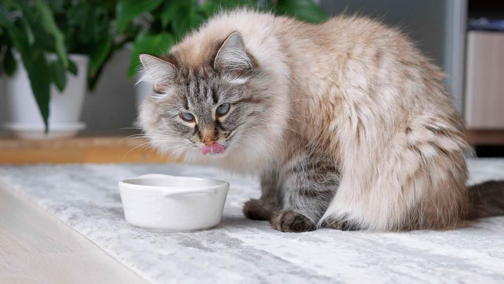 gato fofo comendo comida de tigela branca