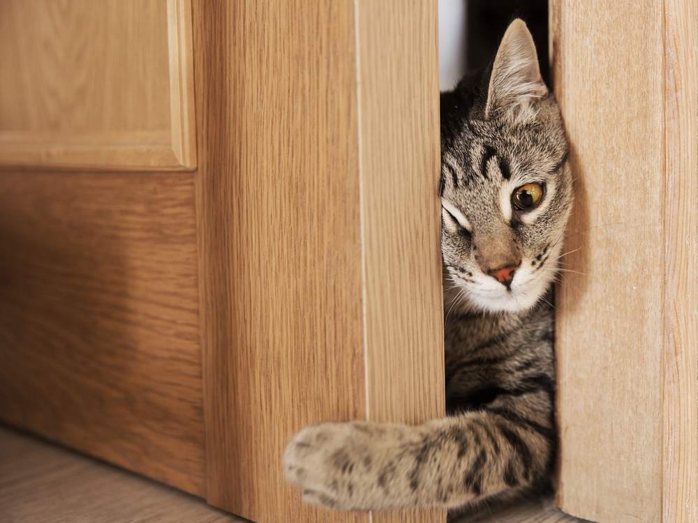 gato cinza tentando entrar pela porta