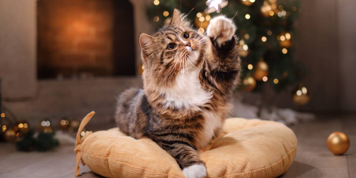 gato malhado brincando de decoração de natal