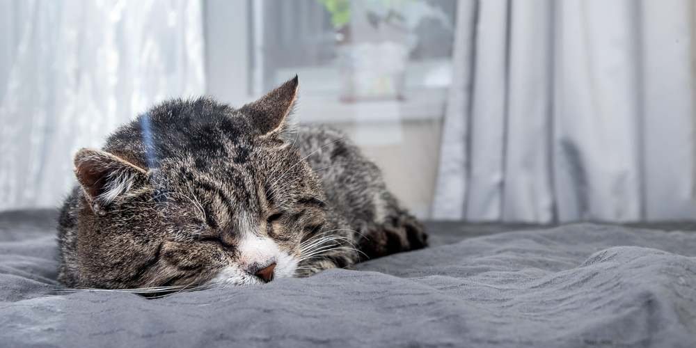 Um velho gato malhado dormindo em uma cama macia em frente a uma janela.