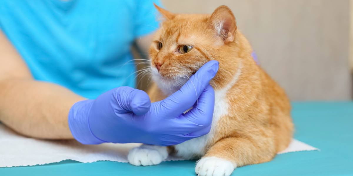 Gato com pêlo vermelho na mesa de exame do veterinário