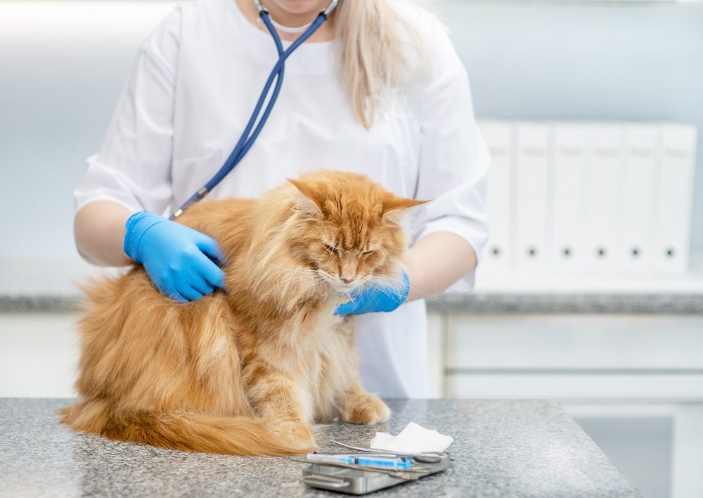 Uma veterinária com longos cabelos loiros e luvas azuis examina um gato laranja de cabelos compridos com um estetoscópio.