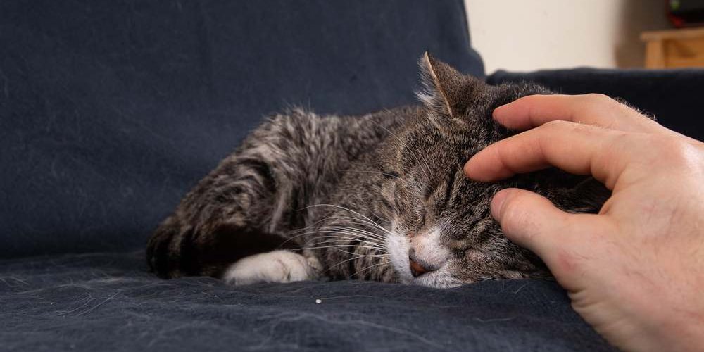 Close-up de um gato cinza idoso dormindo em um sofá azul e sendo arranhado na cabeça por uma mão humana.