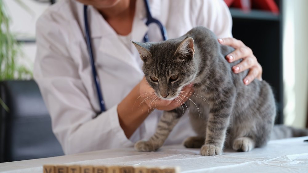 Close-up de um gato malhado cinza sendo examinado por uma veterinária vestindo um jaleco branco e estetoscópio.