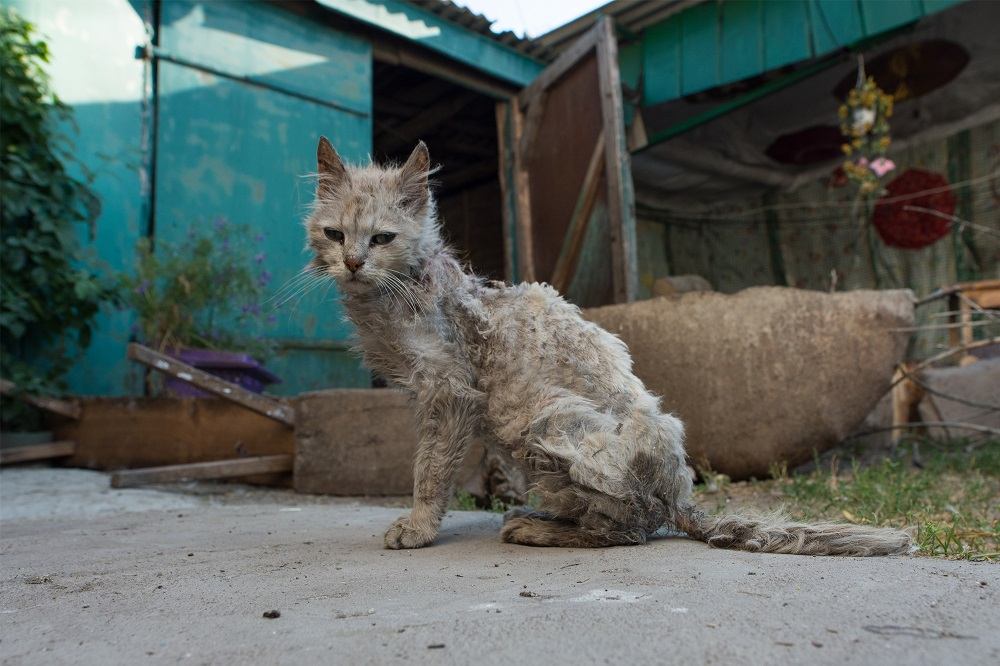 Um gato cinza muito magro, com uma pelagem pobre, sentado do lado de fora de um prédio azul com telhado de metal corrugado.