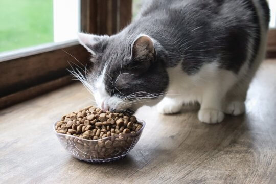 Como Manter a Ração para Gatos Fresca por Mais Tempo