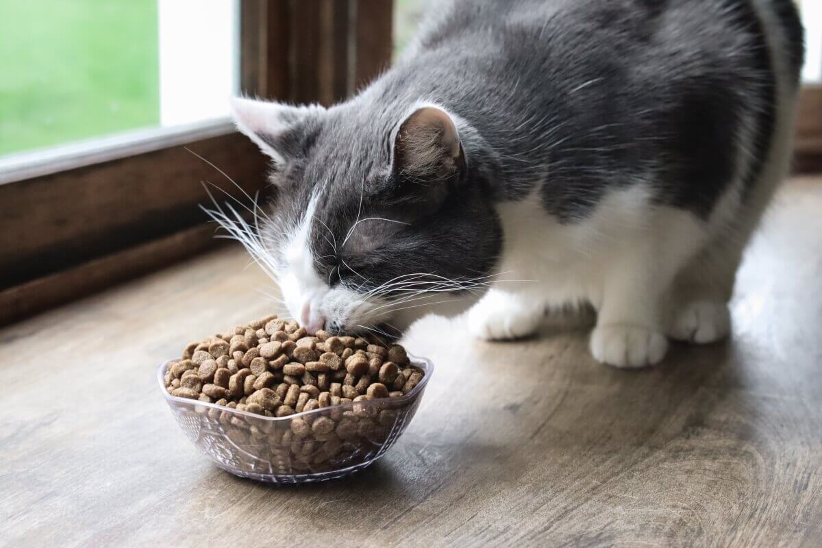 Como manter a ração para gatos fresca por mais tempo