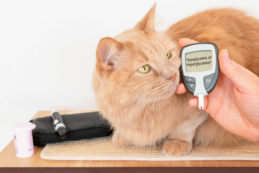 Close de um gato laranja olhando para fora da câmera ao lado de uma mão humana segurando um medidor de glicose/glicômetro