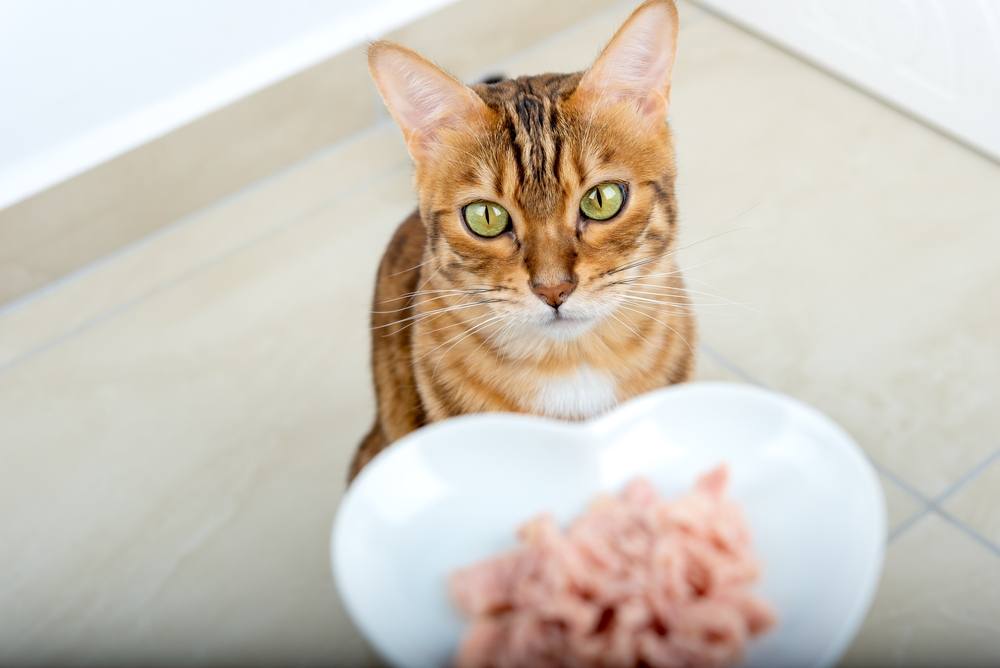 Gato avaliando sua nova tigela para comida úmida