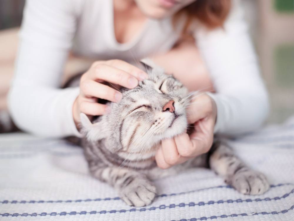 Mulher acariciando gato malhado prateado