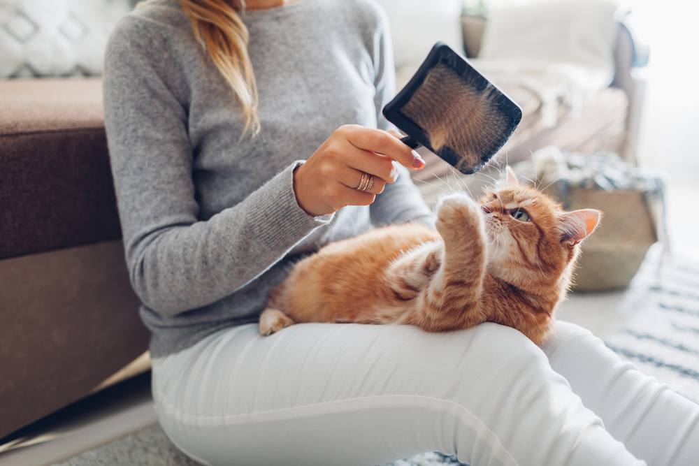 Mulheres penteando gato ruivo em casa com escova