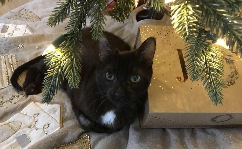 gato preto debaixo da árvore de natal