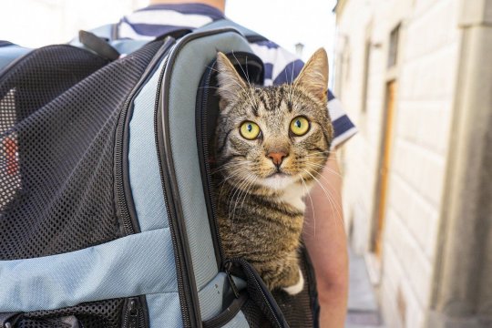 7 Dicas Sobre como Viajar Melhor com seu Gato