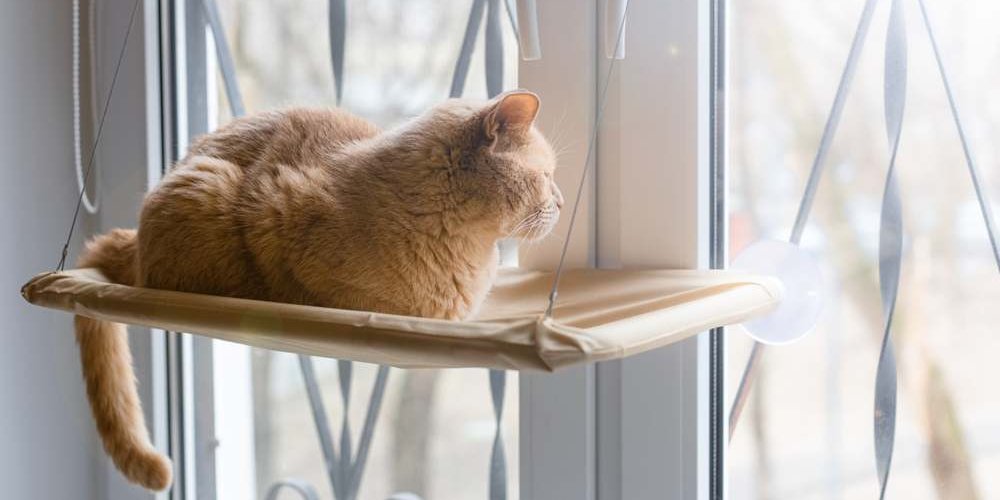 Um gato laranja sentado em uma janela olhando para fora.