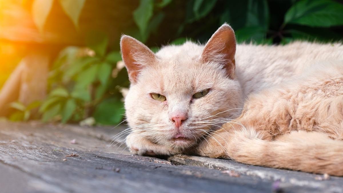 Um close de um gato de cor creme enrolado e descansando com os olhos abertos em uma varanda externa ou deck ao sol.