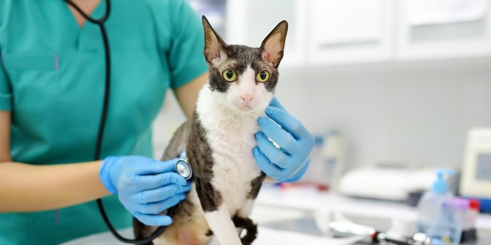 Um veterinário examina um gato Cornish Rex com um estetoscópio