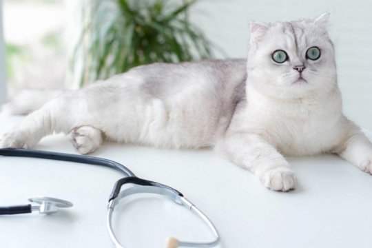 Exames Anuais de Rotina para Gatos: O que Acontece e o que Esperar
