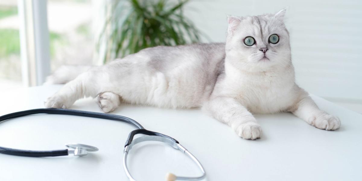 Um Scottish Fold branco e cinza deitado sentado em uma mesa com um estetoscópio em primeiro plano.