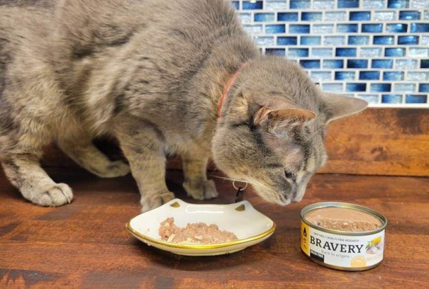 Gato tentando roubar comida.