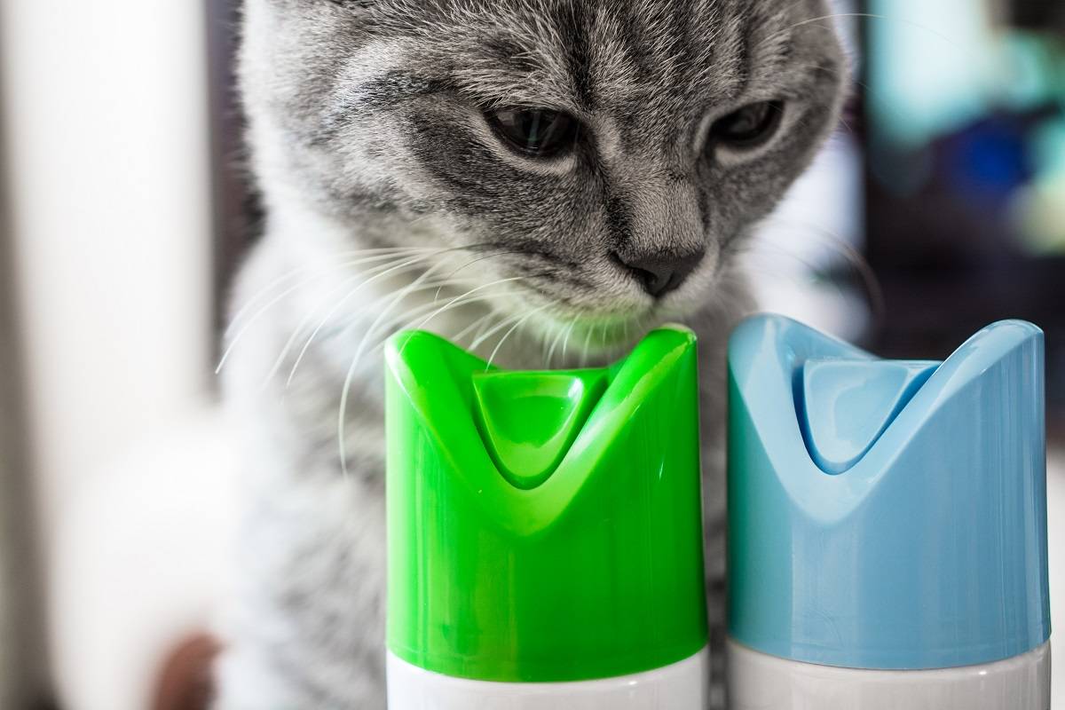 Um gato está cheirando um cilindro de ambientador. Dois cilindros com tampas azuis e verdes. Fechar-se.