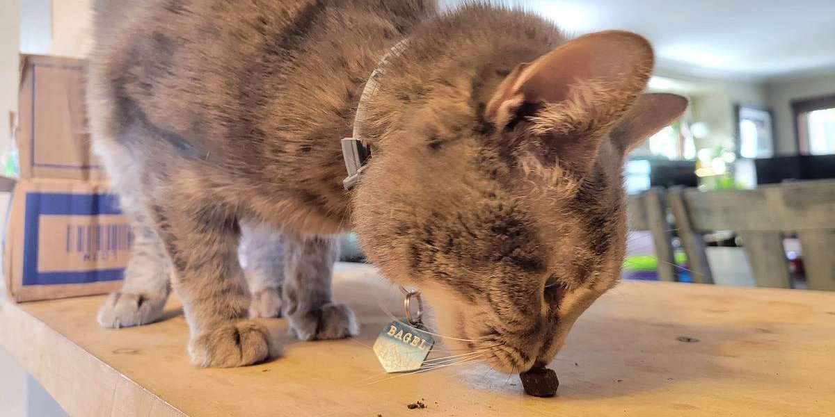 Gato cinza cheirando uma guloseima na bancada.