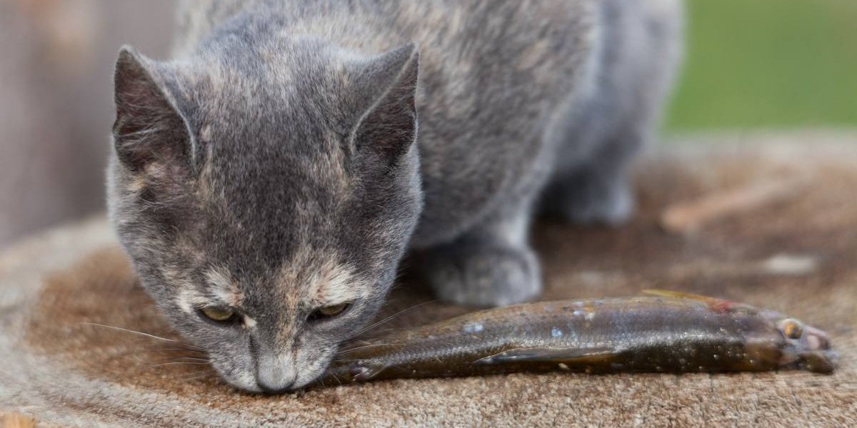 Gato malhado cinza mordisca um peixe pequeno.