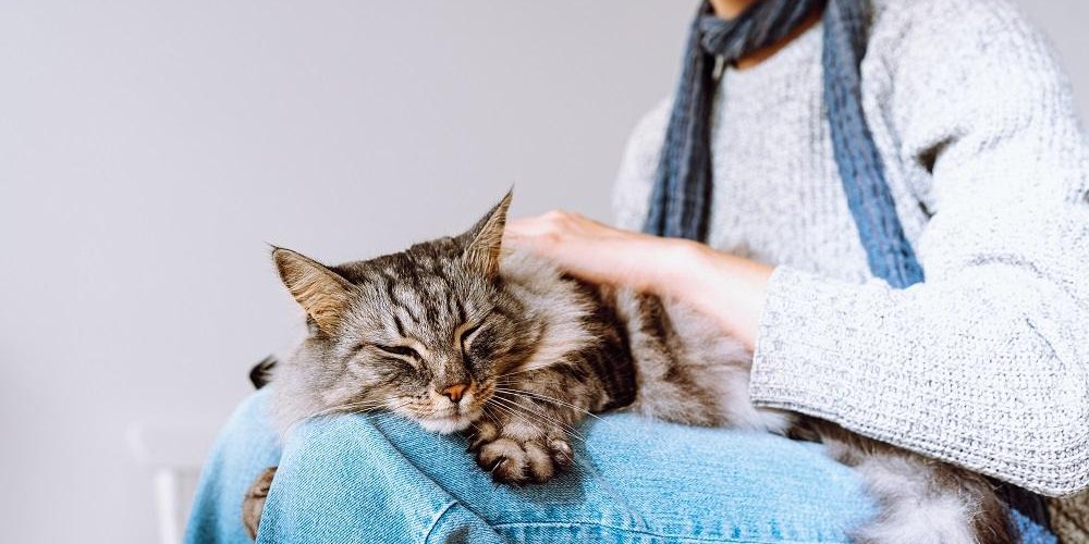 Gato malhado fofo dorme no colo de uma jovem