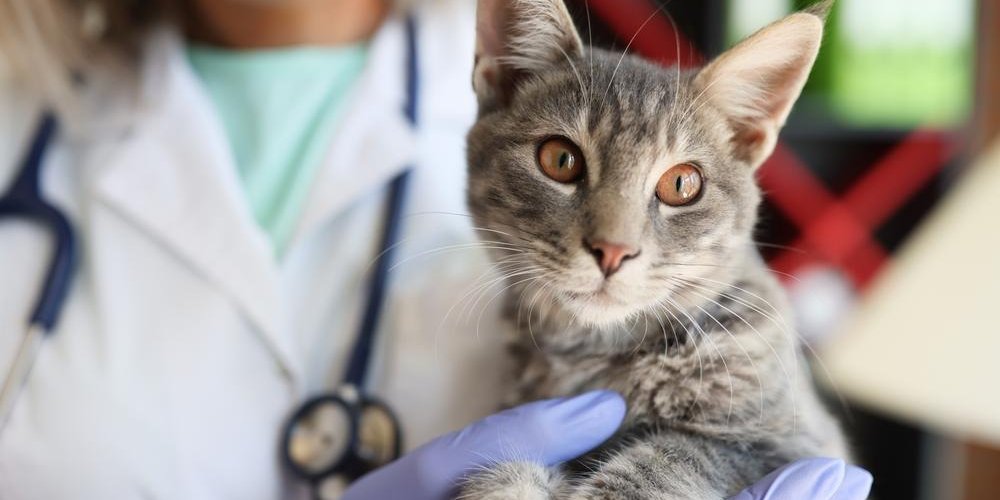 Veterinária feminina de jaleco e estetoscópio segurando um gato malhado cinza em primeiro plano.