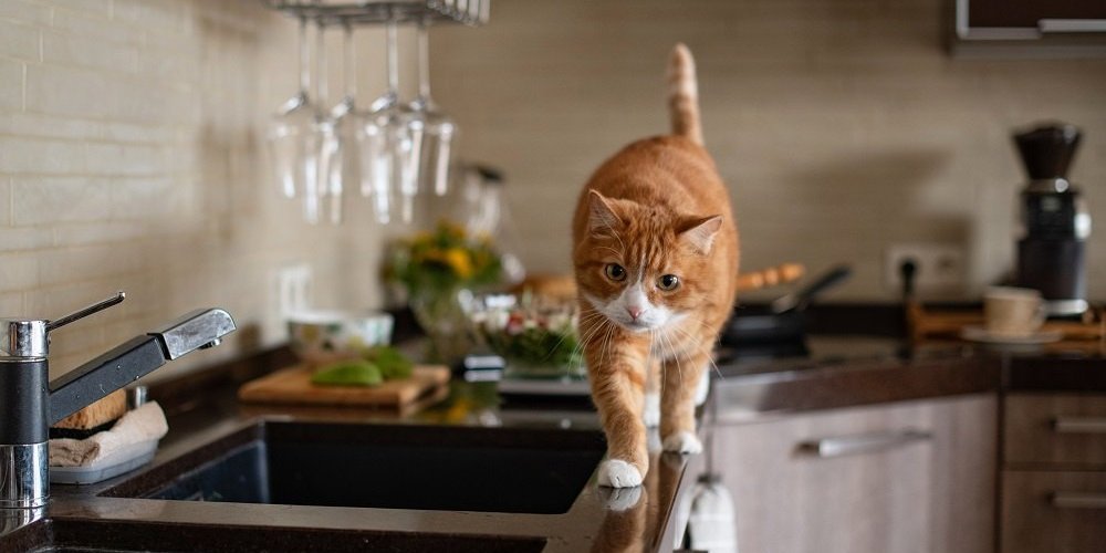 Gato laranja caminha ao longo da borda de uma bancada de cozinha.