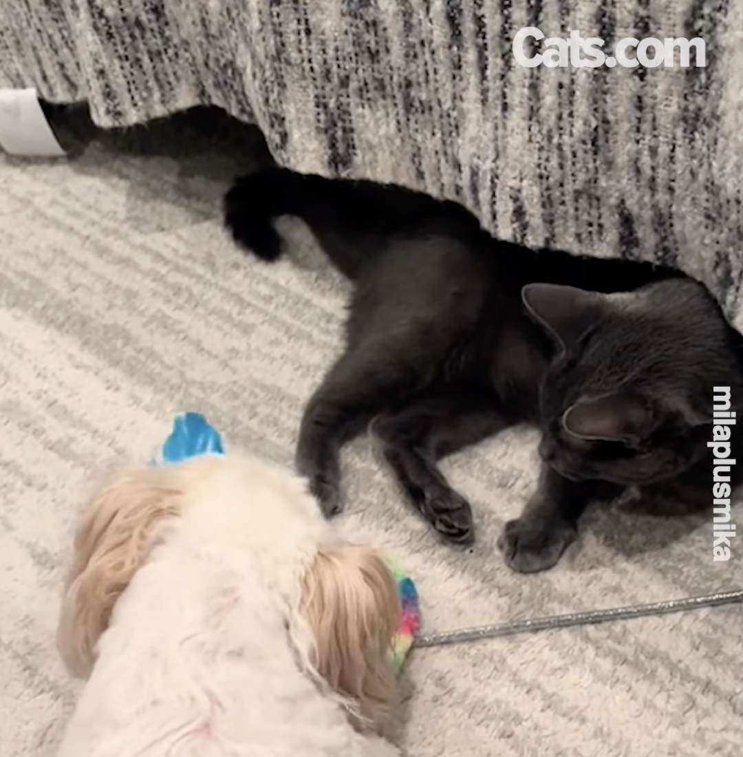 Mika brinca com Mila em sua nova casa