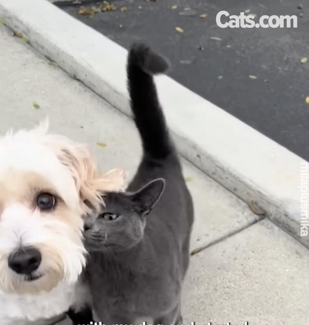 Mika, a gata de rua, se aconchega em Mila, que está passeando.