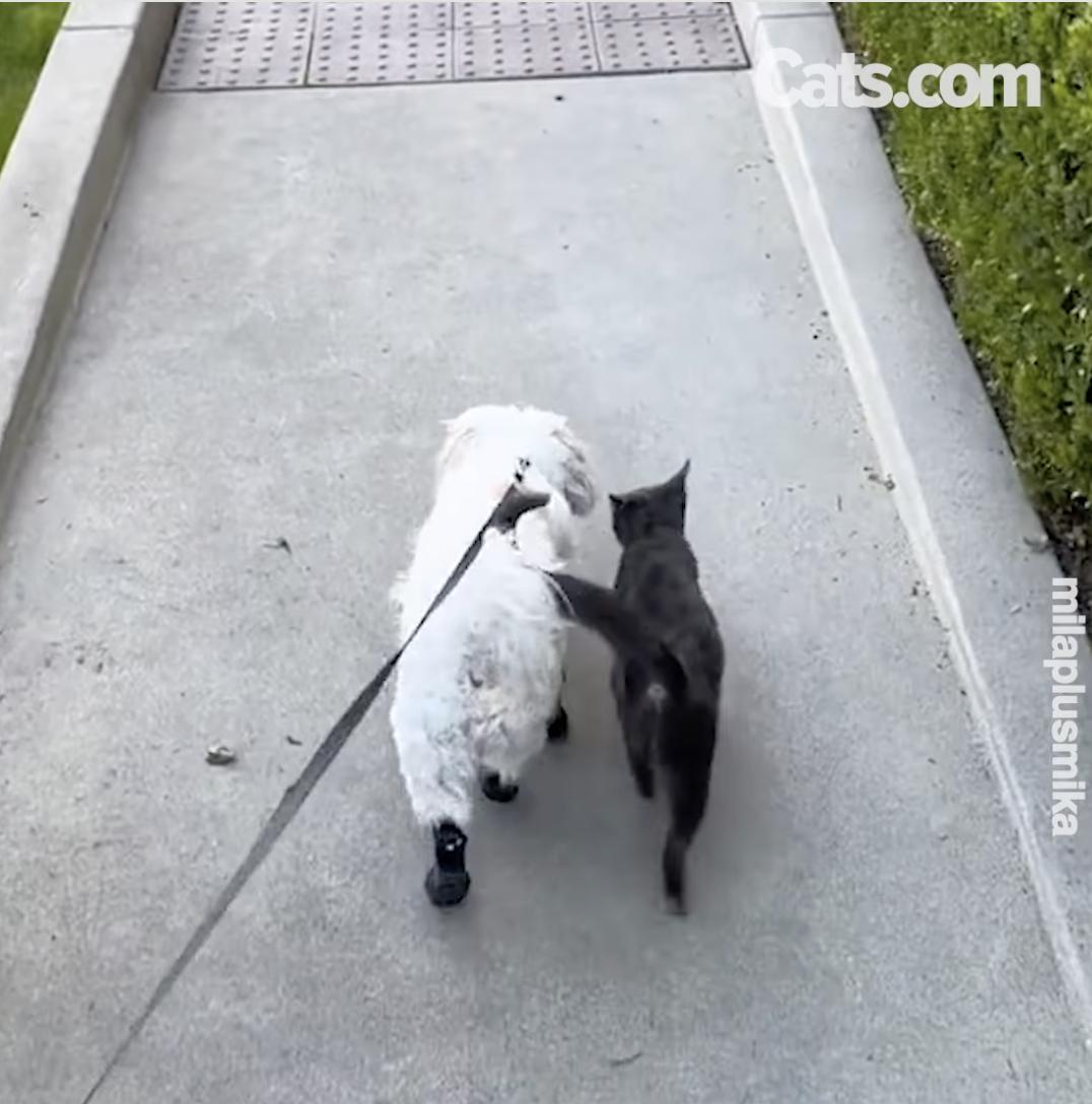 Mila e Mika em sua caminhada diária