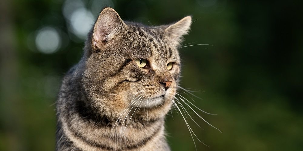 Gato macho velho fora de um quintal no verão