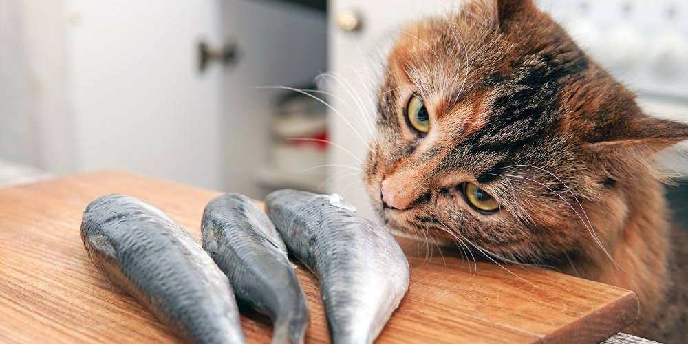 Gato torbie de cabelos compridos cheira três peixes pequenos em uma tábua de cortar.