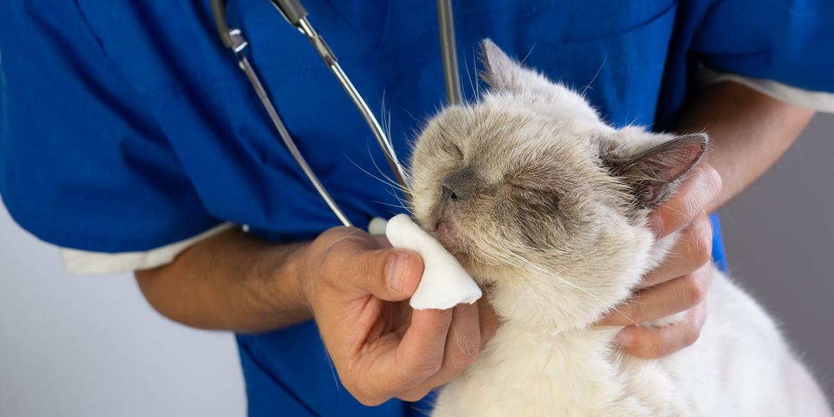 Veterinário limpando nariz de gato com algodão