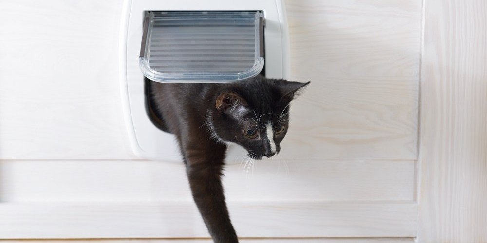 gato saindo de uma porta de aba para gato