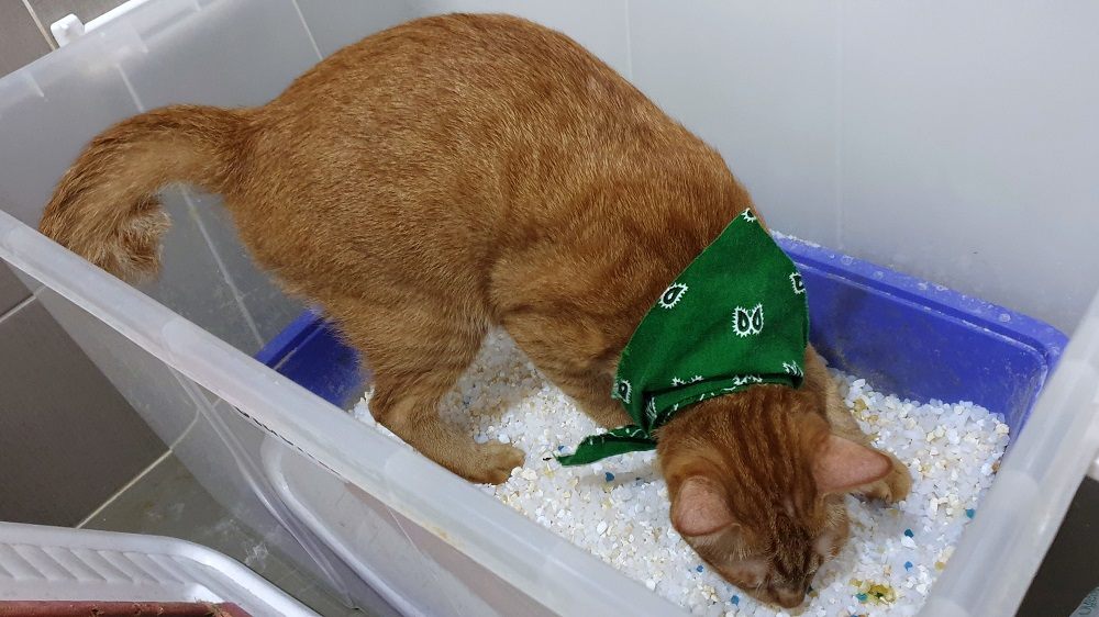 gato usando uma caixa de areia dentro de uma caixa de armazenamento de plástico