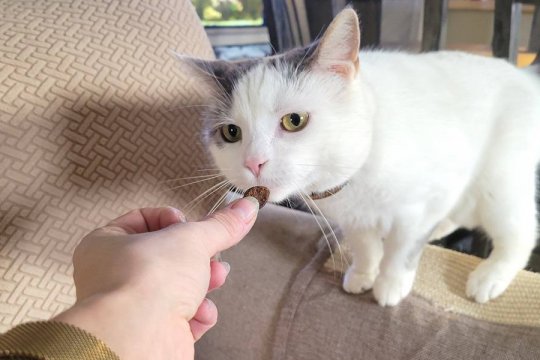 Quantos Petiscos por dia Você pode dar a um Gato?
