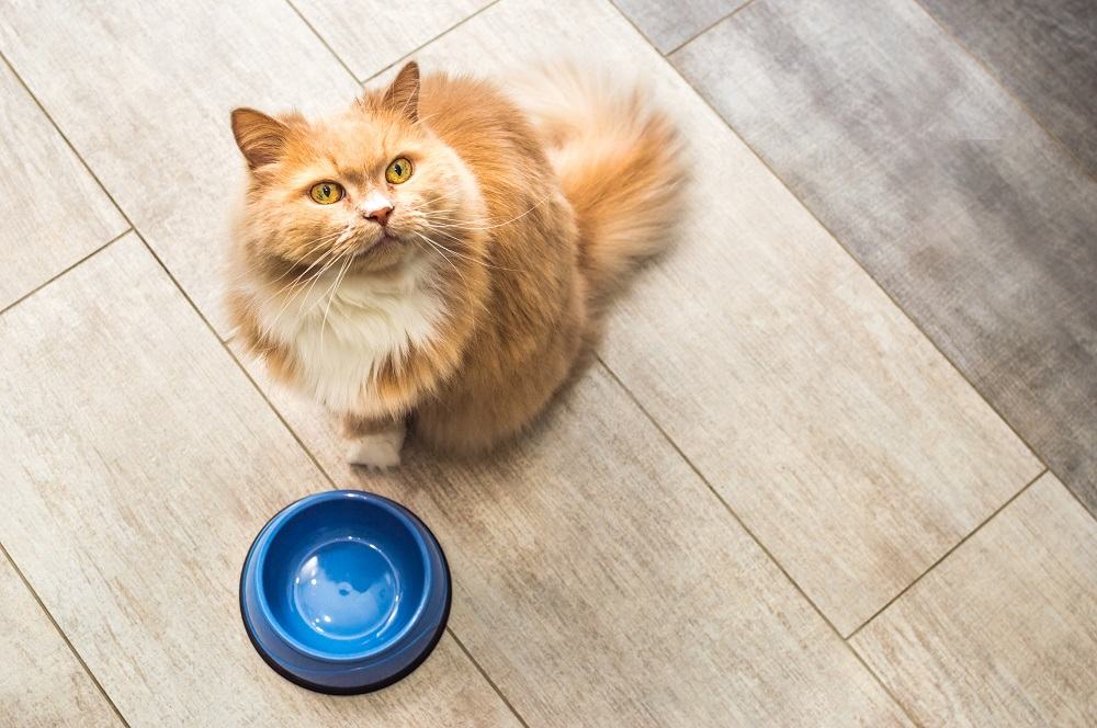 gato ruivo fofo sentado esperando perto de uma tigela de comida vazia