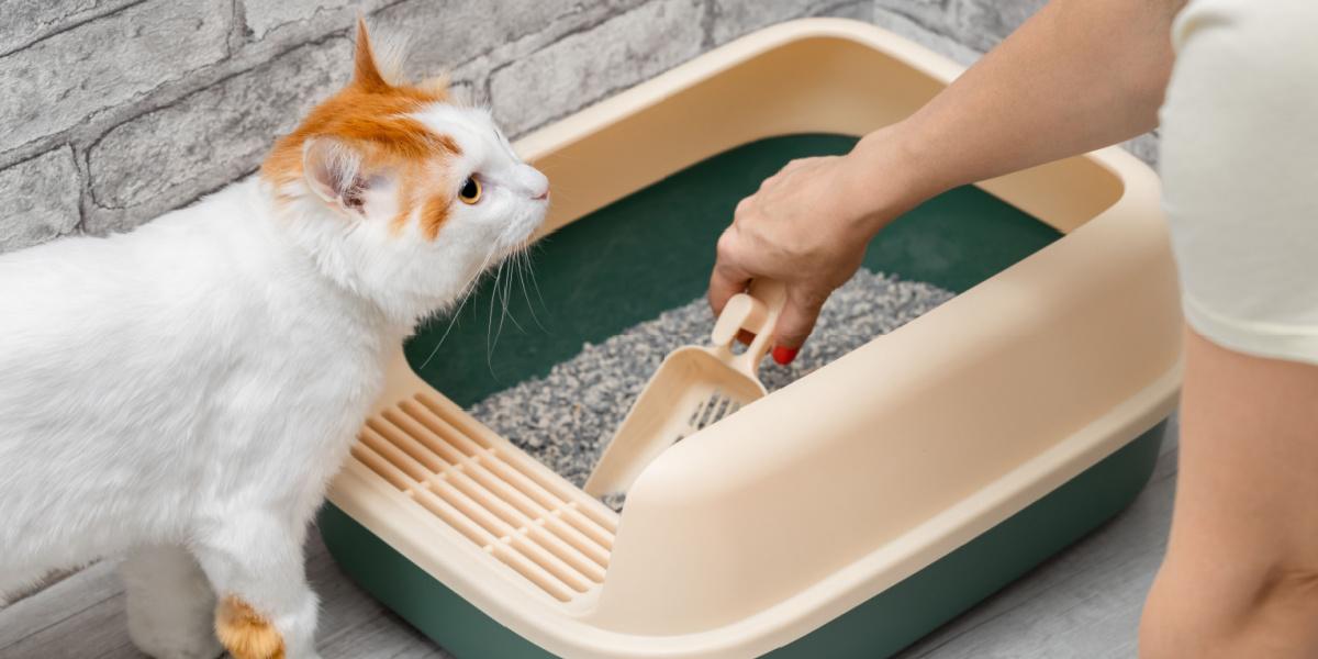 homem limpando caixa de areia de gato com pá de lixo