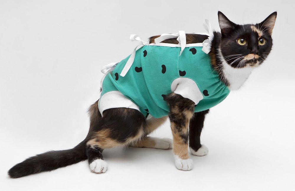 Um gato malhado após um procedimento cirúrgico vestindo uma roupa tipo macacão verde para cobrir uma incisão.