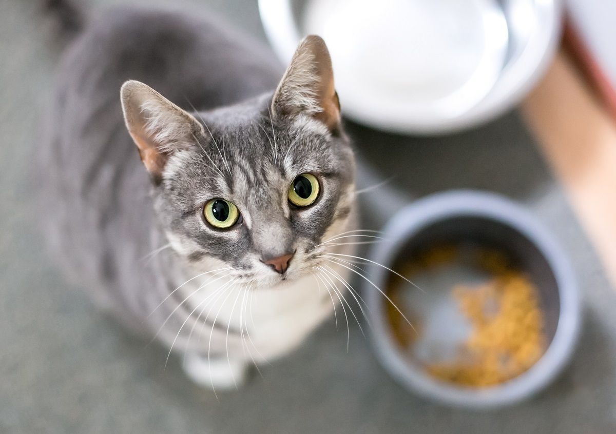 Um gato malhado cinza de pêlo curto sentado ao lado de sua tigela de comida e olhando para a câmera